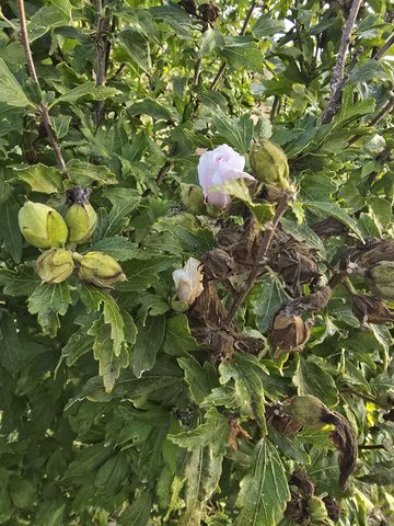 Ibiscus viale accesso, fiori e capsule (foto 2)