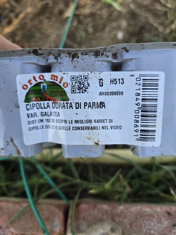 Etichetta cipolla dorata di Parma Var. Galatea Orto Mio DIST 15x30